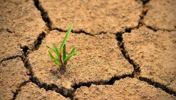 dry cracked earth - single shoot